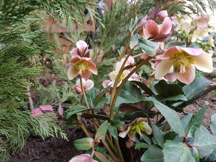 Merlin - 2020 Helleborus