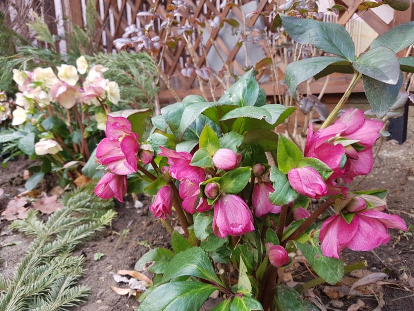 Ice N Roses Pink - 2020 Helleborus