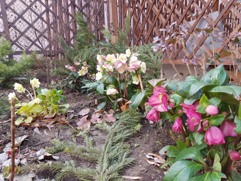 Snow Frills, Ice N Roses Pink - 2020 Helleborus