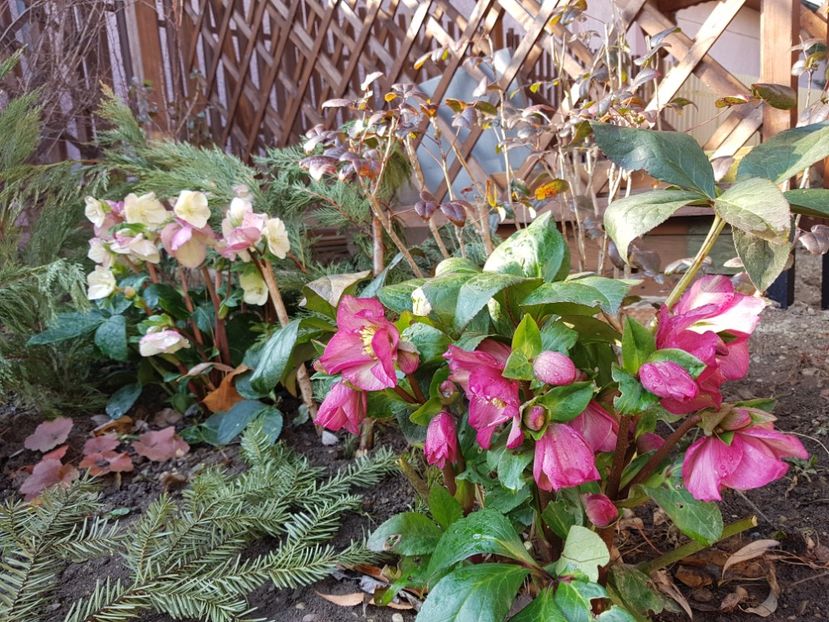 Rosetta si Ice N Roses Pink - 2020 Helleborus