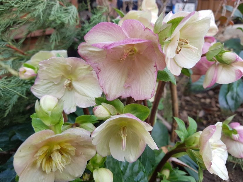 Rosetta - 2020 Helleborus