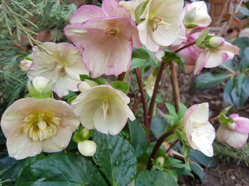 Rosetta - 2020 Helleborus