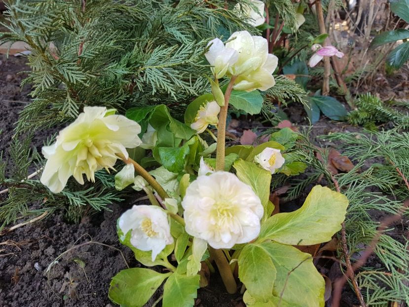 Snow Frills - 2020 Helleborus