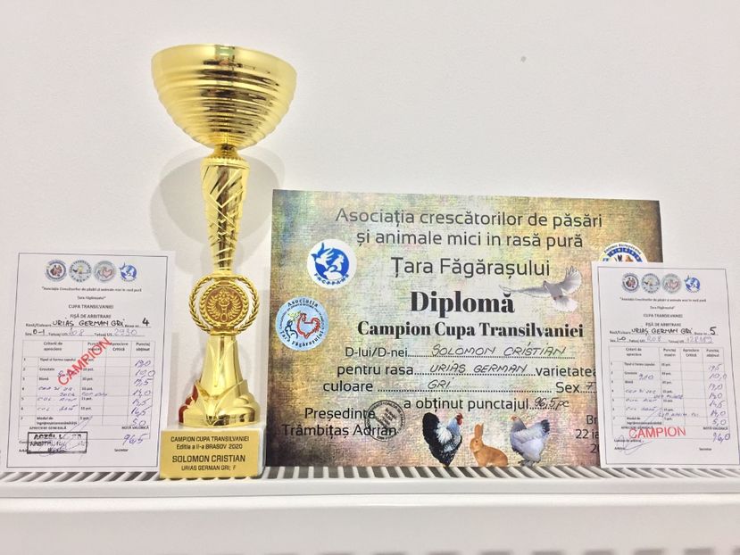 BC76D21F-B158-4913-95B9-AFB2C8695702 - 0 Rezultate cupa Transilvaniei Brasov 21-23 Febr 2020