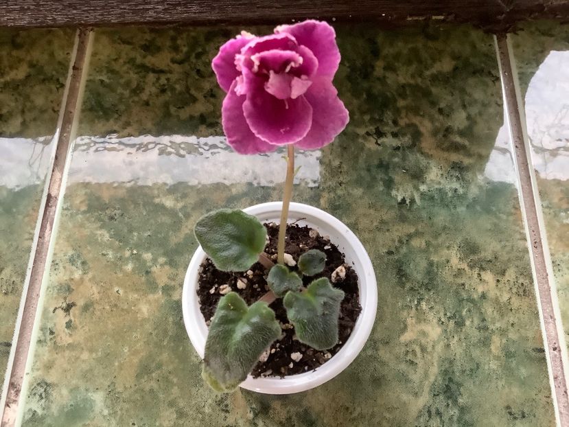  - AV Cyganskaya Sladba