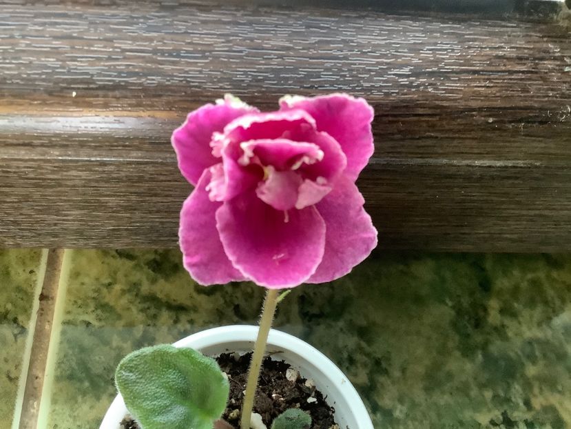  - AV Cyganskaya Sladba