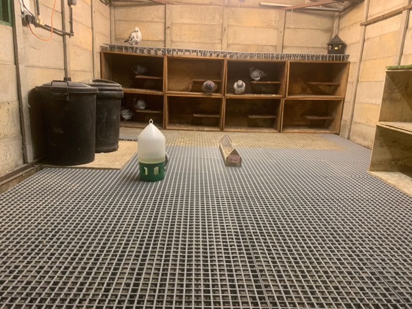 4C0E08C2-62D9-43AF-A38D-8778D8DA22BC - Voliera