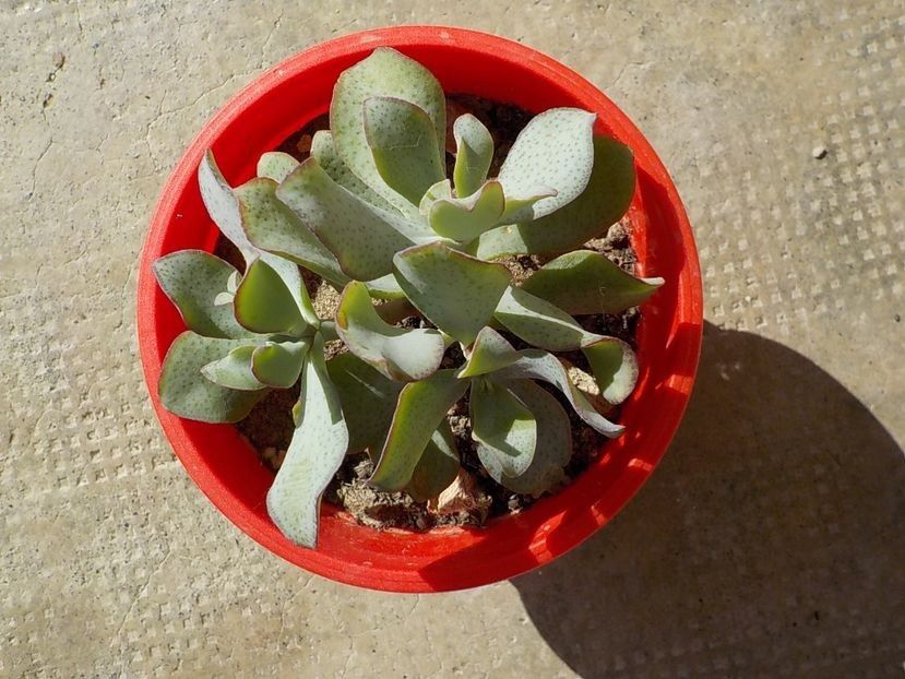  - Familia Crassulacee