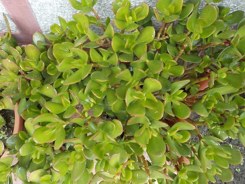  - Familia Crassulacee