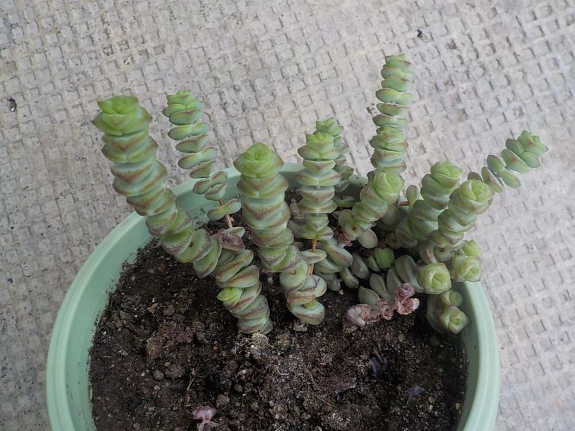  - Familia Crassulacee