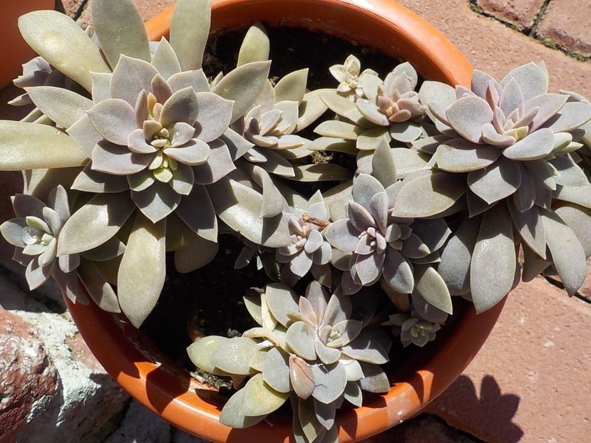  - Familia Crassulacee