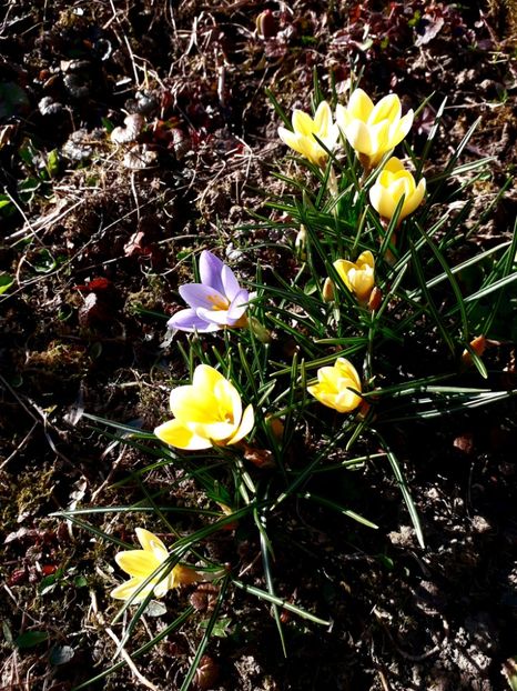  - AAAA__CROCUS 2016_2017_2018_2020_2021