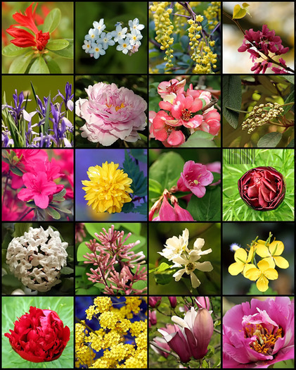 10250656_XMLJRFVSW - Poze cu trandafiri si alte flori