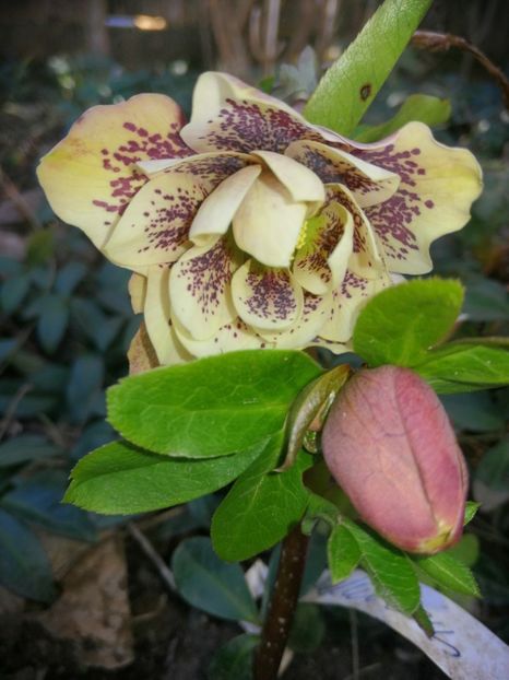  - Ianuarie _februarie 2020-2022