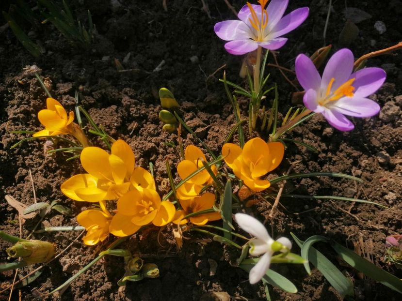  - Ianuarie _februarie 2020-2022