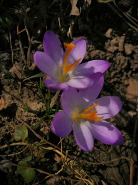  - Ianuarie _februarie 2020-2022