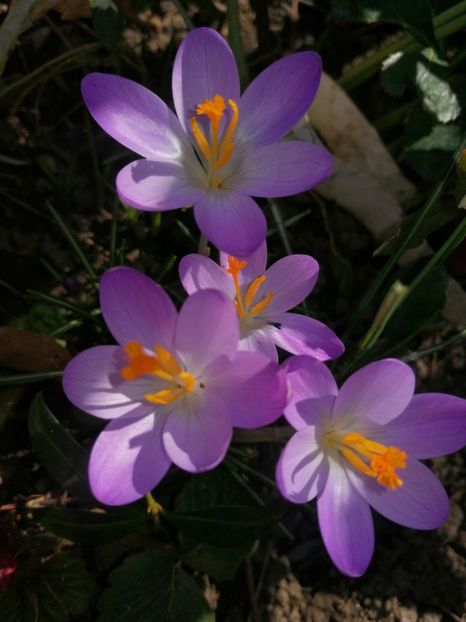  - Ianuarie _februarie 2020-2022