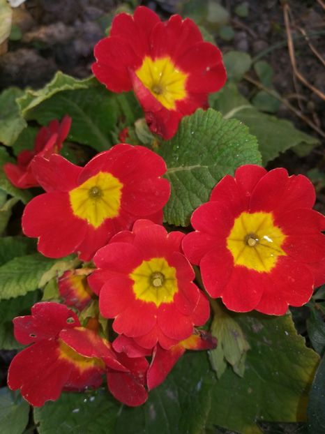  - Ianuarie _februarie 2020-2022