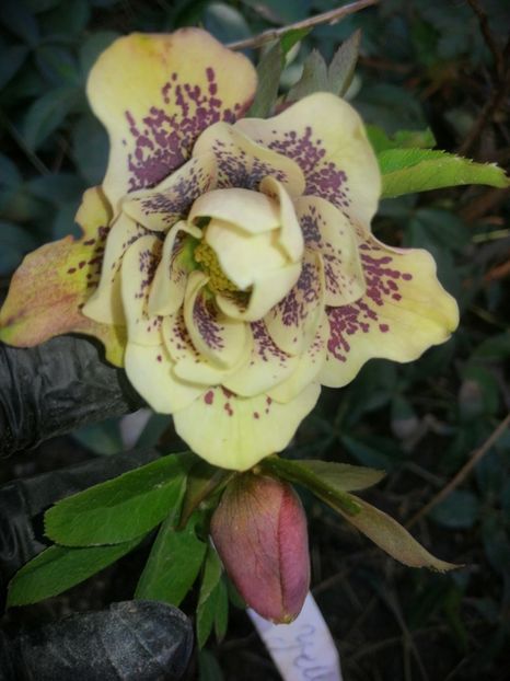 Double Ellen Yellow Spotted - Spânz helleborus 2020