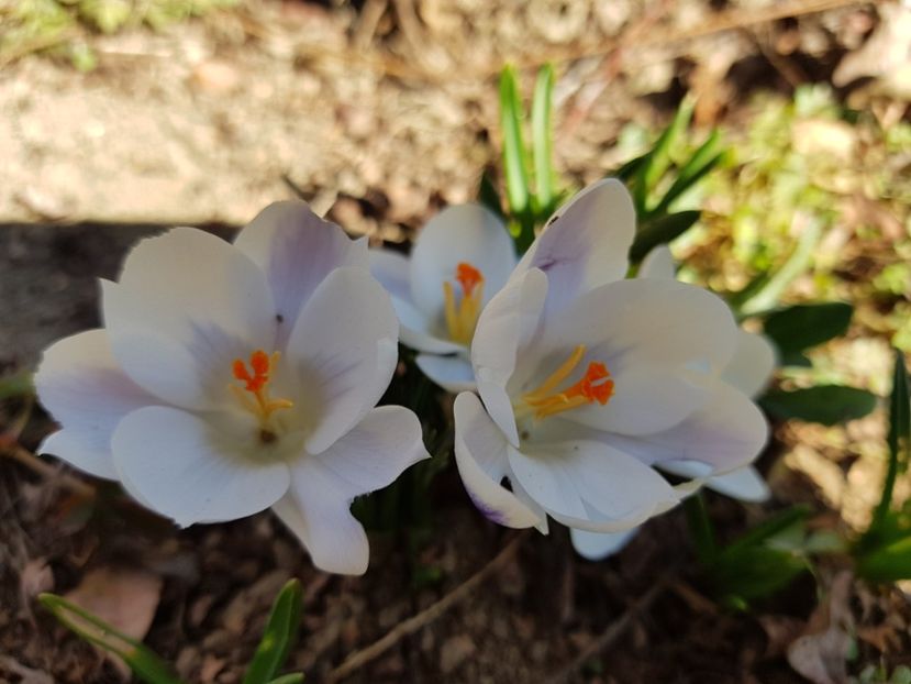 Crocusi Claus prins - 2020 Helleborus