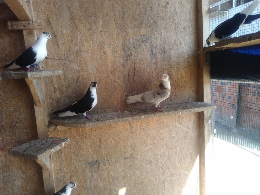  - Almonzi și culori mai deochiate