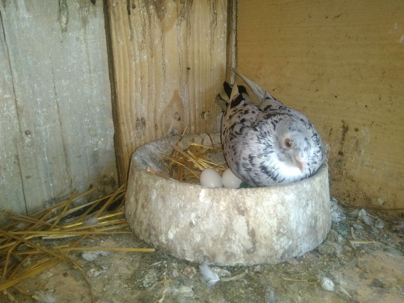  - Almonzi și culori mai deochiate