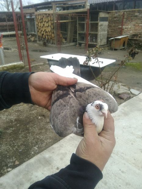  - Almonzi și culori mai deochiate