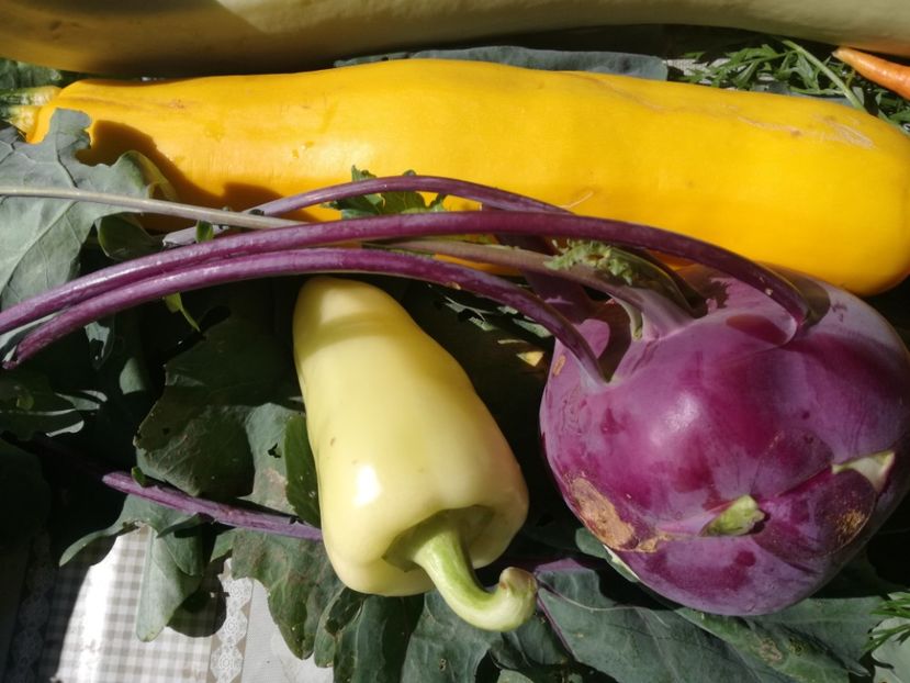  - Sa plantezi o gradina înseamnă sa crezi in ziua de maine!