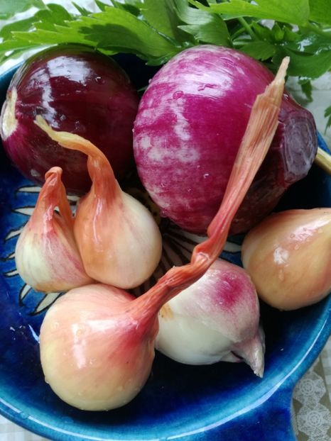  - Sa plantezi o gradina înseamnă sa crezi in ziua de maine!