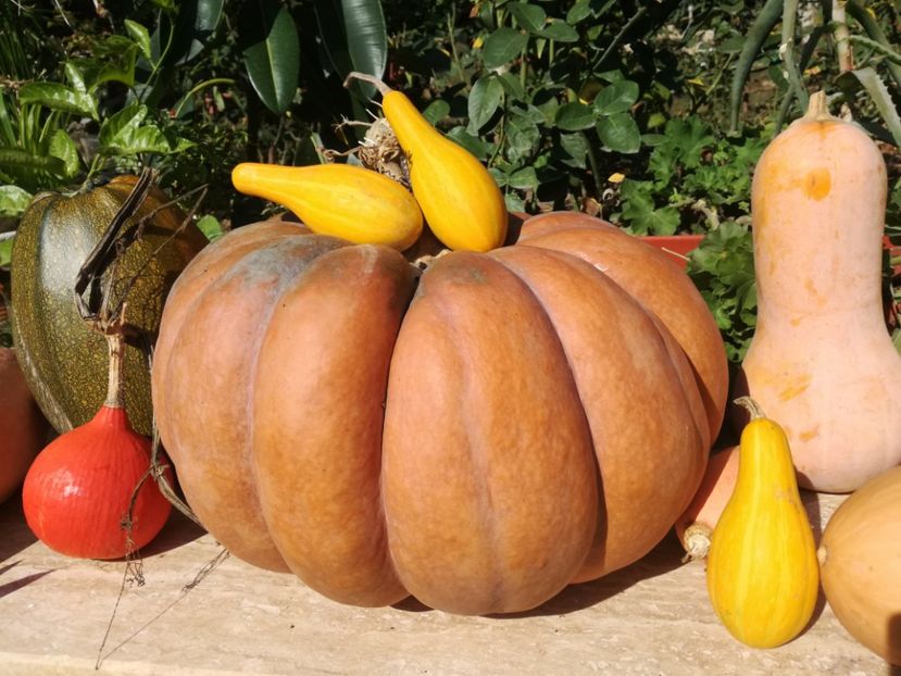  - Sa plantezi o gradina înseamnă sa crezi in ziua de maine!