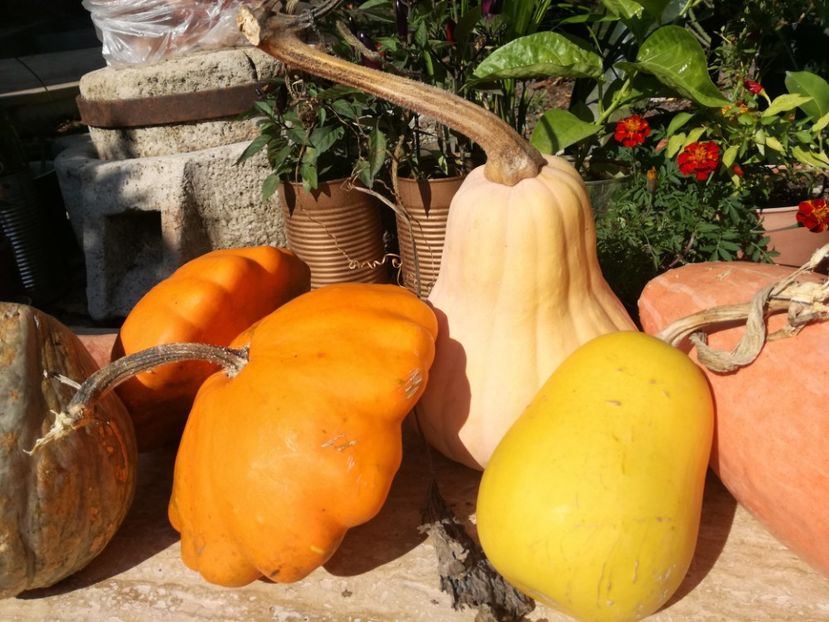  - Sa plantezi o gradina înseamnă sa crezi in ziua de maine!