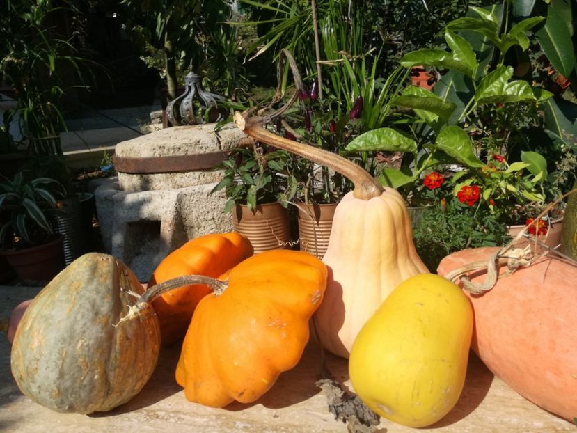  - Sa plantezi o gradina înseamnă sa crezi in ziua de maine!