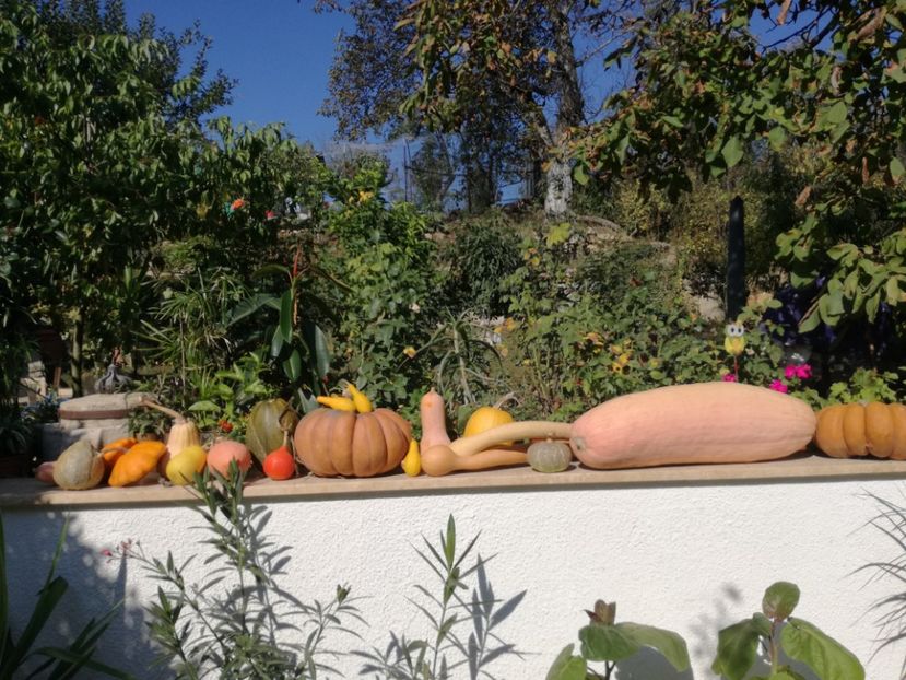  - Sa plantezi o gradina înseamnă sa crezi in ziua de maine!