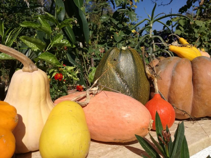  - Sa plantezi o gradina înseamnă sa crezi in ziua de maine!