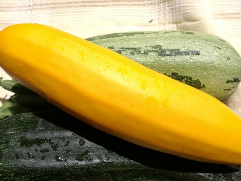  - Sa plantezi o gradina înseamnă sa crezi in ziua de maine!