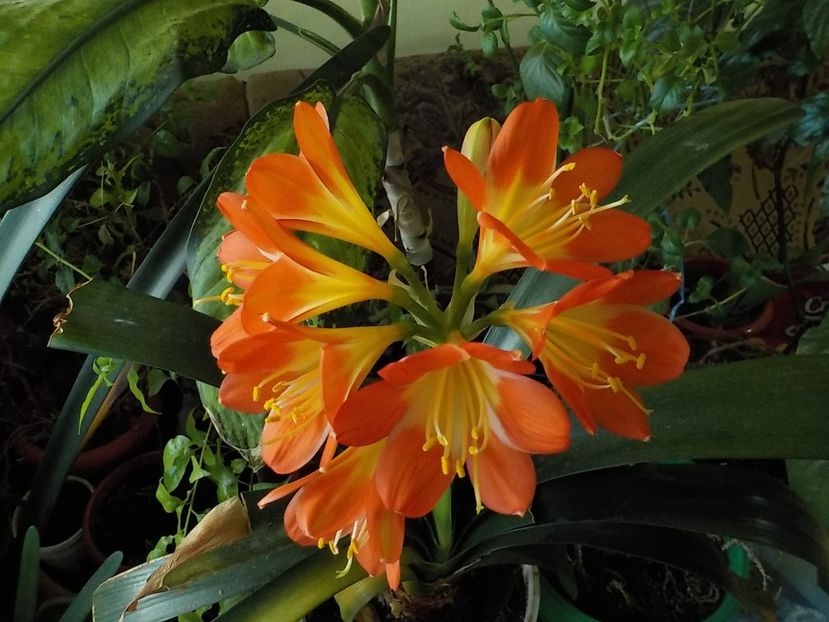  - clivia