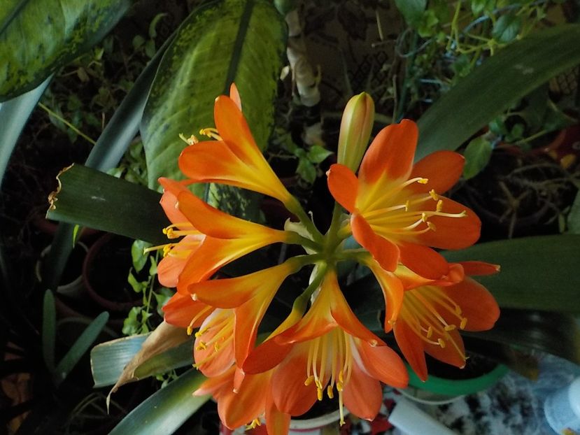  - clivia
