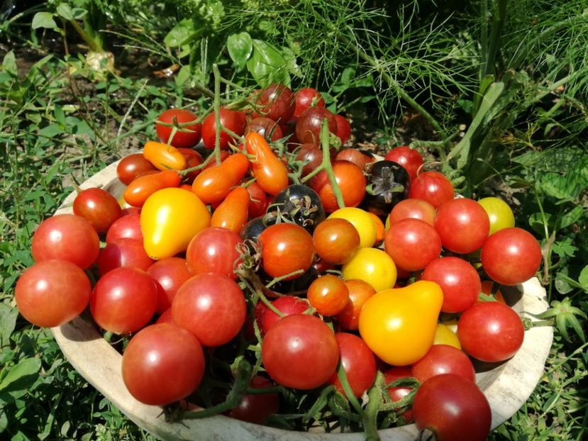  - Sa plantezi o gradina înseamnă sa crezi in ziua de maine!