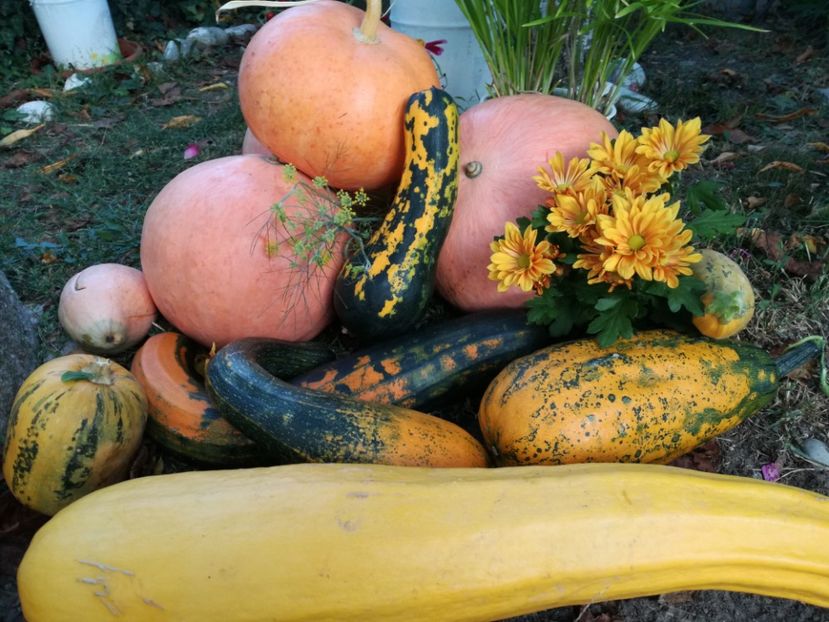  - Sa plantezi o gradina înseamnă sa crezi in ziua de maine!