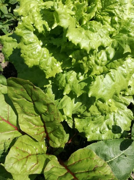  - Sa plantezi o gradina înseamnă sa crezi in ziua de maine!