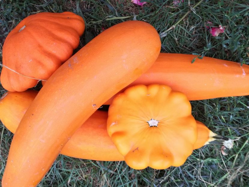  - Sa plantezi o gradina înseamnă sa crezi in ziua de maine!