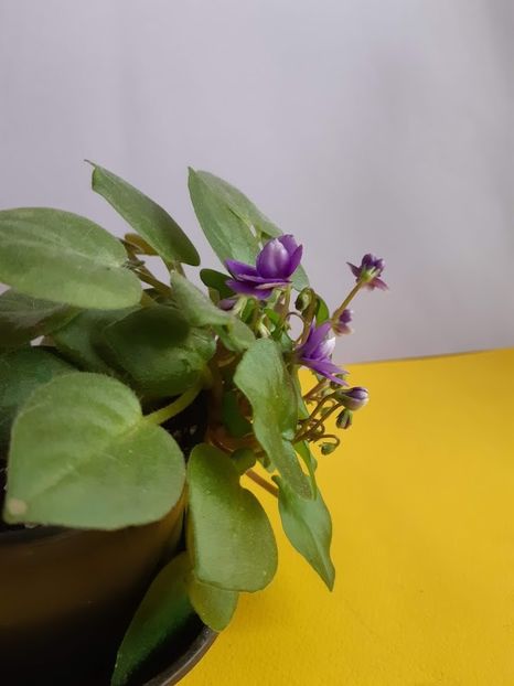 22 ianuarie 2020 - Rob s Humpty Doo Sport