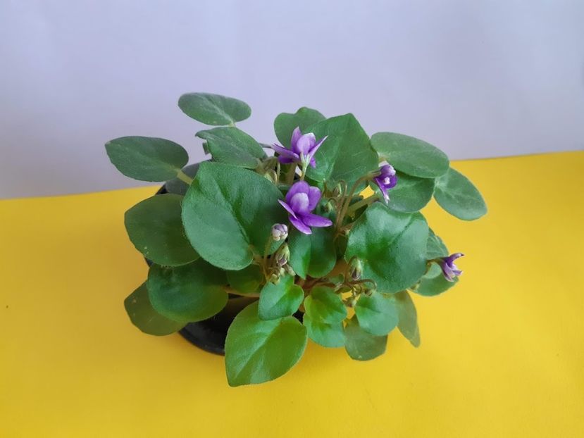 22 ianuarie 2020 - Rob s Humpty Doo Sport