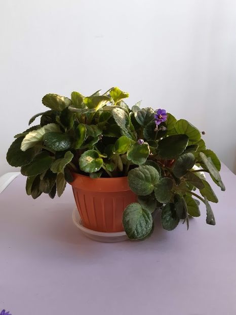 17 februarie 2020 - Ajohn s Raquel