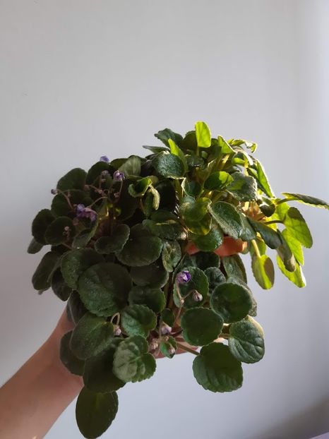 17 februarie 2020 - Ajohn s Raquel