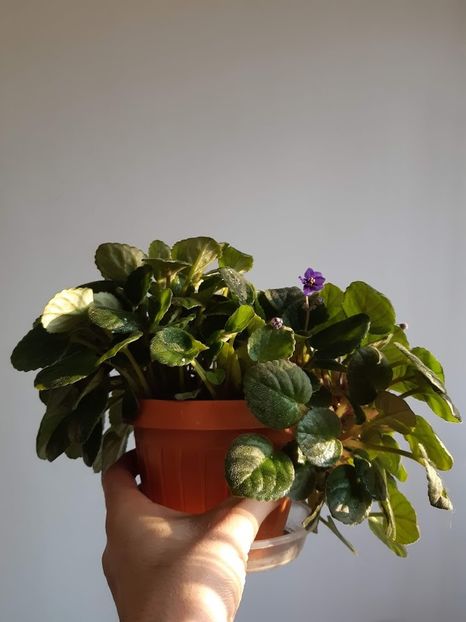 17 februarie 2020 - Ajohn s Raquel