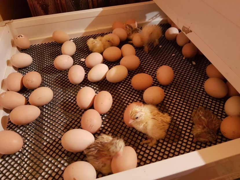 Seria I - a__Pui si tineret brahma 2020