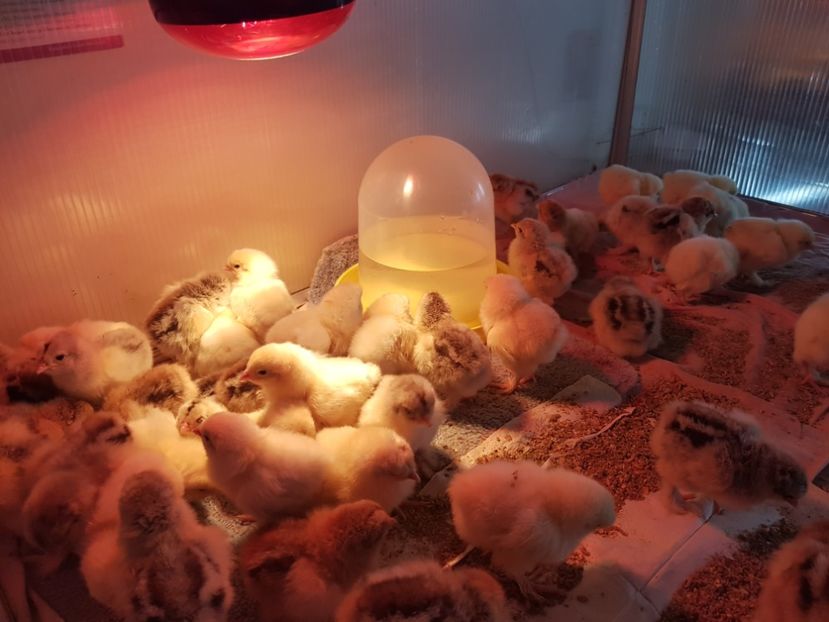  - a__Pui si tineret brahma 2020