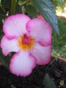 A SUN WIND - ACHIMENES 2018 si alte FLORI