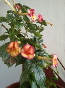 A PEACH ORCHARD a - ACHIMENES 2018 si alte FLORI